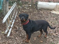 Dişi Rottweiler Köpeği