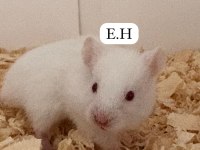 suriye hamster yavrusu