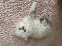 Pamuk scottish fold kızım