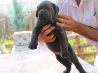 FCI-KIF SECERELİ CANE CORSO YAVRULAR