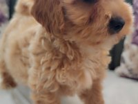 GERÇEK ANNE BABA MALTİPOO YAVRU MU ARİYORUZ