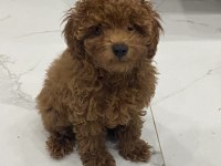 Teacup Toy Poodle Yavrumuz