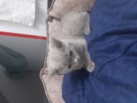 Kedimiz malzemeleri ile birlikte verilecektir