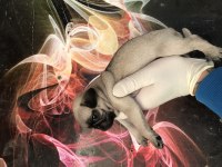 Kaliteli yavru pug sahibi olmak isteyen iletişime geçebilir