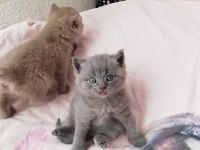 British Shorthair Yavruları