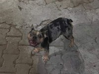 Fransız bulldog 2 adet