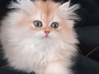 British Longhair Zarafeti