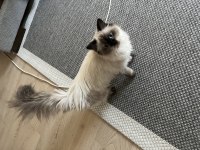 British Longhair Chocolate Point kızımız ücretsiz