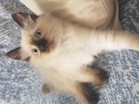Safkan Ragdoll Yavrularımız Yeni Yuvalarını Arıyor