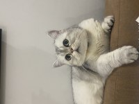 Kedimize kalıcı yuva arıyoruz