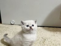 Safkan British Shorthair Açıklamayı Okuyun Lütfen