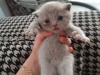 1.6.23 doğumlu british shorthair yavrularımız