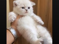 SAFKAN MAVİ GÖZ AYICIK SURATLI BRİTİSH SHORTHAİR YAVRULAR