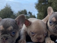 Muhteşem French Bulldog Yavrularımız