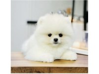 Pomeranian boo