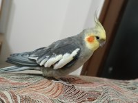 Dişi erkek sultan papağanı