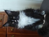 Maine coon 3 aylık erkek yavrular