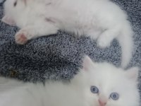 Kedimiz sahibini arıyor