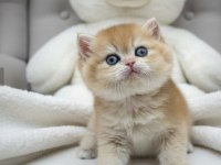 Neslinin En İyisi Golden Ny12 British Shorthair Yavrular
