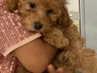 Poodle dişi