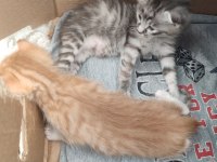 ACİL YAVRU KEDİ SAHİPLENDİRİLECEK TEKİR