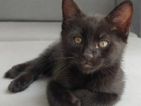 CATMAN KEDİMİZ YUVASINI ARIYOR