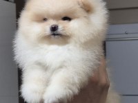 Üst kalite orijinal ırk AYI surat pomeranian boo DİŞİ