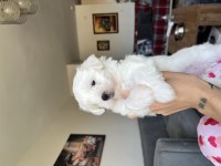 Maltese safkan ırk garantili