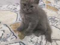 British shorthair yavrular teslime hazır