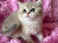 Dişi British Shorthair