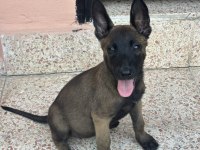 A Kalite Erkek ve Dişi Belçika Malinois