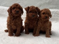 Seçkin Poodle Yavrular Ziyarete Açık