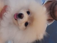 5 Aylik Secereli Egitimli Pomeranian Boo