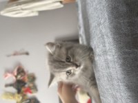 British Shorthair 60 Günlük