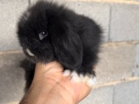 BLUE VE SİYAH MAVİGÖZ HOLLANDA TEDDY LOP TAVŞAN
