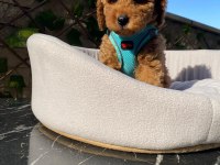 Poodle Güzelliğinin Minik Patileri