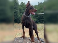 FCI KIF secereli doberman yavruları