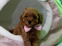 Ev Üretimi TOY POODLE YAVRULARIMIZ