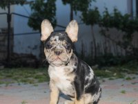 Süper kan Blue Merle - Merle tan french bulldog yavruları