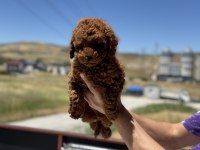 Petmode Köpek Çiftliğinde Ziyarete Açık Toy Poodle