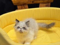 Exotic shorthair yavrularımız