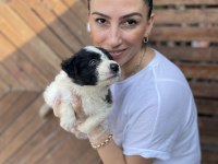 Border Collie yavrularım sağlık ve ırk garantilidir