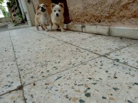 3 Aylık Rus Finosu Bir Dişi Bir Erkek