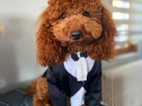 Safkan poodle yavrularımız