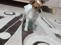 Orijinal jack russell köpeği