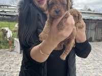 Ufacık toy poodle yavrularım