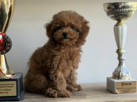En Özel Poodle Yavrular
