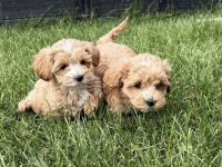 Çift renk özel kore maltipoo yavrular
