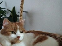 British Longhair Kırması Dostlarımız Yuva Arıyor