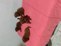Baba kore anne toy poodle bebekler
